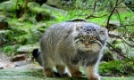 Manul (fotografija): besplatno stepper pustinjak ili slatki ljubimac?